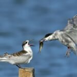 white and gray bird on brown wooden post during daytime